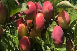 果树根外追肥有哪些注意事项，气候干旱时可在萌芽期冲施有机水溶肥