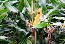 汉单235玉米栽培技术要点，密度4000—4500株/亩