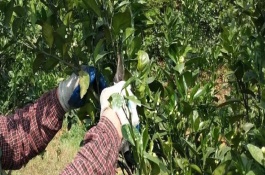 用什么肥料能让橘子树旺盛生长，不同生长阶段的修剪方式不同