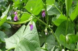 菜豆树叶子干枯的原因，需掌控好温度并确保光照充足