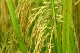 两优711水稻栽培技术要点，每亩栽插7万穴左右
