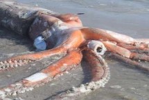 大王乌贼能不能吃，成年后可达到10-13米