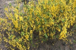 迎春花春季修剪方式，剪除发黑枯萎的根须、蘸上生根粉再栽种