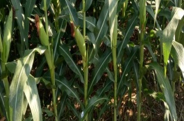 利禾1玉米栽培技术要点，高抗丝黑穗病0%HR