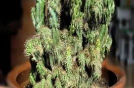 山影拳的特点，一年四季都可进行