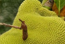 菠萝蜜的上市时间，通常为9-10月份