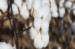 湘杂棉17号棉花栽培技术要点，生育期118天左右