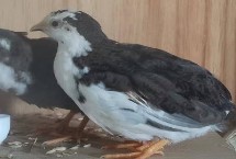 芦丁鸡好养吗，体形比较小不好养殖