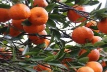 橘子的产地分布，通常都是在10月份以后开始成熟