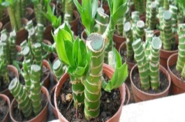 富贵竹种植注意事项，适宜生长的温度在23℃左右