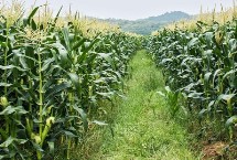 桂单239玉米栽培技术要点，该品种持绿性好