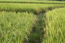 桃秀优112水稻栽培技术要点，每亩有效穗数23.1万穗