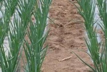 种植红葱怎么防治病害，将鳞茎插入土壤、让生长点露出土面即可