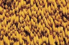 良玉99号玉米栽培技术要点，中抗大斑病1-5级