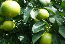 绿橙的产地，产自海南