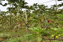 无花果冬季有哪些防寒措施，幼苗期要做好摘心打顶工作