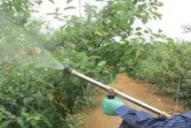 果树追肥四个阶段，要注意浓度和喷洒位置等