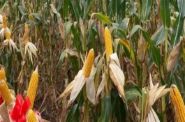 圣甜1号玉米栽培技术要点，苗期防治地下害虫