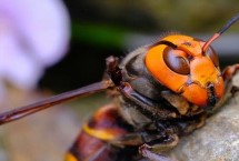 生活习性，常被称作“虎头蜂”