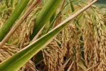 思源A水稻栽培技术要点，两期父本相隔5天播种