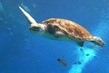 海龟为什么会挖坑下蛋，寿命多为100-200年