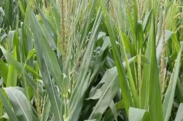 龙育11玉米栽培技术要点，在适应区5月上旬播种