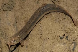 泥鳅产卵是什么季节，泥鳅寿命有4-6年