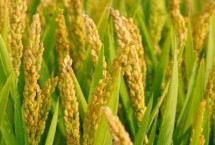 深两优新占水稻栽培技术要点，每亩插足基本苗6万以上