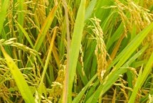 川优5213水稻栽培技术要点，全生育期150.7天