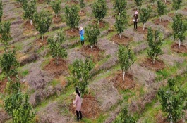 冬季柚子树施什么肥料，选择腐熟的有机肥最佳