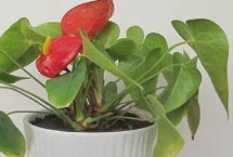 怎么给红掌施肥，主要途径为播种育苗