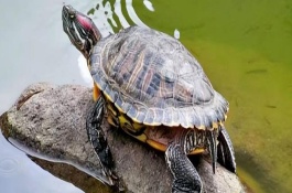 巴西龟能长多大，可以活30-40年