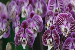 蝴蝶兰是喜阳还是喜阴植物，适合在15-20℃左右生长