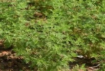 青蒿是什么植物，需水量大但对土壤要求不高