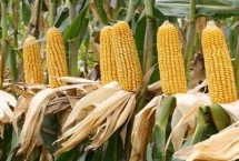 吉爆20玉米栽培技术要点，适宜播种期4月下旬至5月中旬