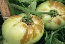 西红柿酱油果的预防措施，可能是缺钙或管理不到位造成的