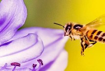 蜜蜂特征及生活习性，属于典型的群居性昆虫