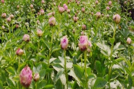 盆栽芍药的覆土厚度，以8-9月份为宜