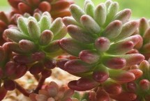 虹之玉锦的主要价值，水量过少要增加浇水频率