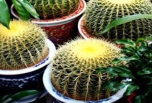 金虎仙人球的换盆方法，生长季节放在向阳处即可