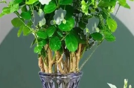 茉莉的水培方法，15-20天就可以生根