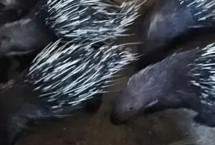 养殖豪猪的优势，关键是在市场中打造自身品牌