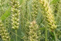 万麦壹号小麦栽培技术要点，适宜播种期10月上中旬