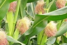 北科15玉米栽培技术要点,密度4500株/亩左右