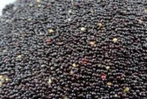 小米的生长环境，二者的颜色明显不同