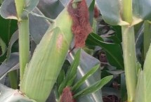 金苑玉299玉米栽培技术要点，密度4000－4500株/亩