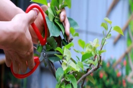 三角梅冬季养护方式，剪除细弱枝、徒长枝、密集枝