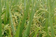 芳菲丝苗水稻栽培技术要点，全生育期早稻117.8天