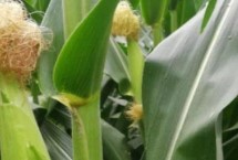 葫新909玉米栽培技术要点，中抗灰斑病