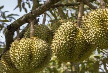 榴莲怎么种植养护，整个生长期均可修剪